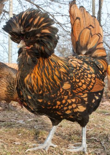 gallos y gallinas disponibles razas  fenix po - Imagen 2