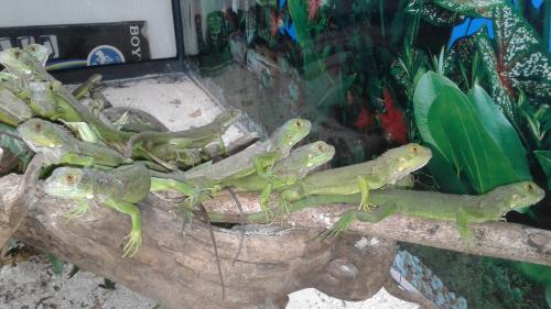 Vendo por mayor iguanas verdes con papelería - Imagen 2
