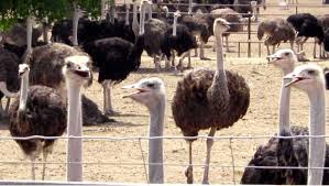 avestruces 3 parejas de 6 meses  informan 570 - Imagen 1