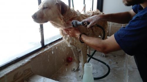 Servicio de Grooming para Perros y Gatos con - Imagen 2