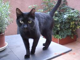 Se vende un gato de tres meses color negro   - Imagen 1