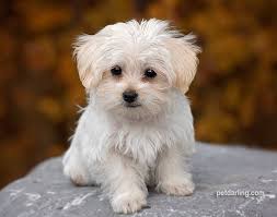 se vende un perrito color blanco de dos meses - Imagen 1