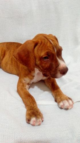 Cachorros american pitbull 2 meses vacunados  - Imagen 1