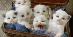 vendo gatitos de color blanco de raza angora  - Imagen 1
