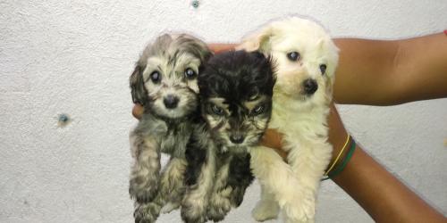 cachorritos french poodel se entregan vacunad - Imagen 3