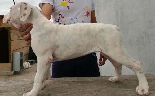 Dogo Guatemalteco Lindos perritos con registr - Imagen 2