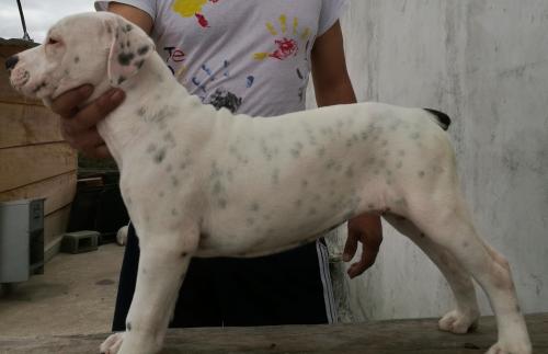 Dogo Guatemalteco Lindos perritos con registr - Imagen 1