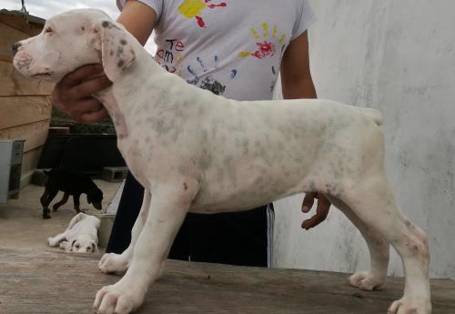Dogo Guatemalteco Lindos perritos con registr - Imagen 2