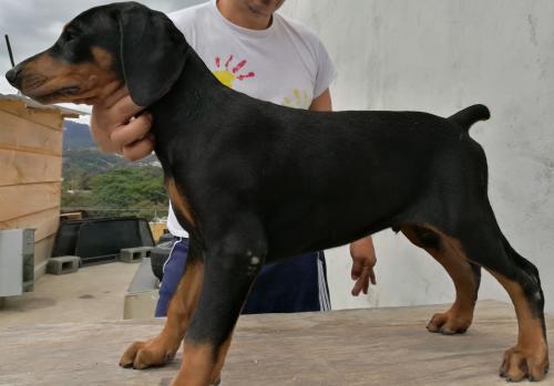 Doberman con pedigri A Lindos perros registra - Imagen 2