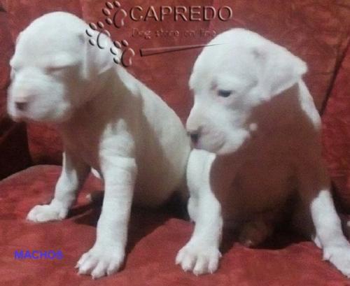 Somos criadores de las razas : Dogo Argentino - Imagen 2