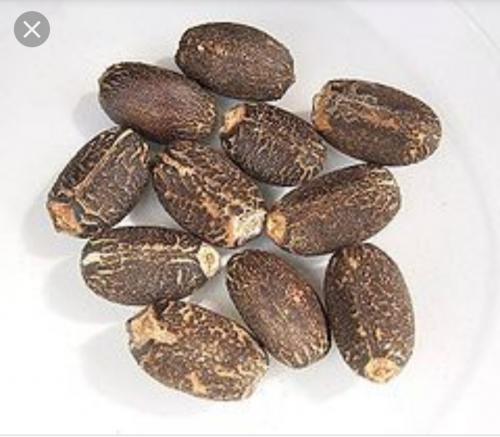 Compro semila de jatropha curcas (piñon) 200 - Imagen 1