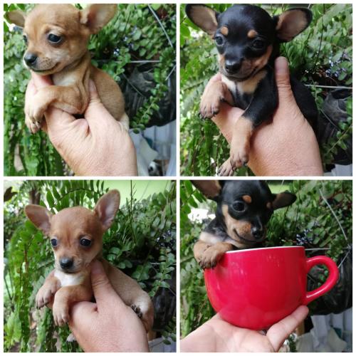 Chihuahuas manzana originales cachorros de pr - Imagen 1
