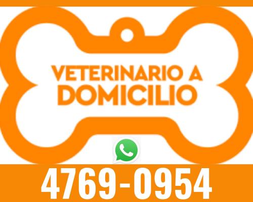 veterinario a domicilio consulta y medicina - Imagen 1