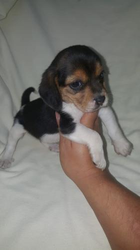 beagles cachorros de pura raza vacunados  - Imagen 2