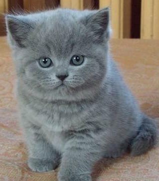 Quisiera comprar un gatito britnico macho - Imagen 1