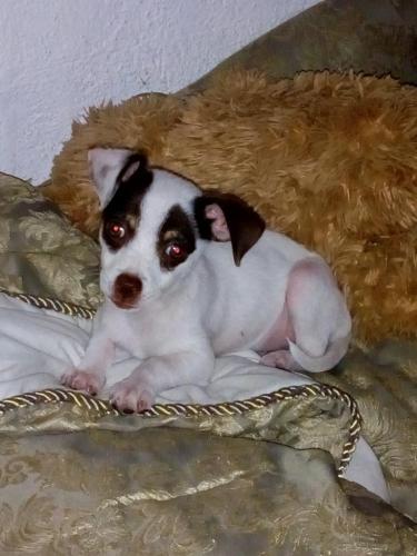 Vendo hermosa Chihuahua de 3 meses desparasit - Imagen 1