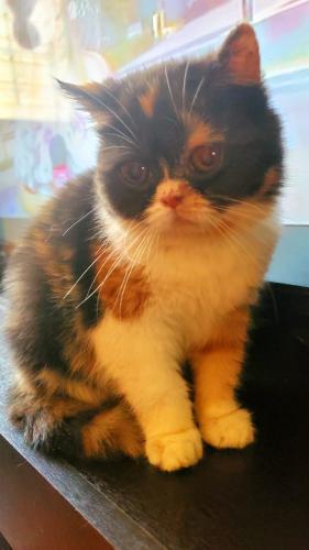Bella gatita Persa Exótico de 4 meses sin c - Imagen 1