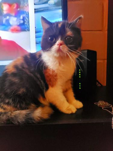 Bella gatita Persa Exótico de 4 meses sin c - Imagen 2