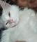 Gato-angora-de-5-meses-es-macho-blanco-de