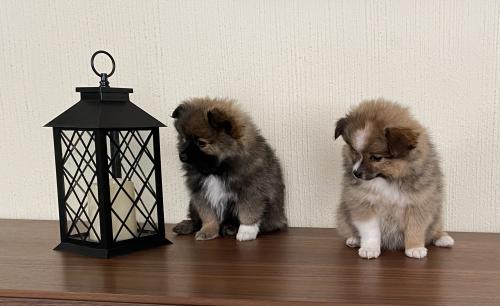 Preciosas cachorritas Pomerania nacidas 26 oc - Imagen 1