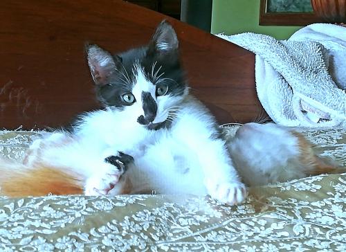 Lindo gatito de raza Angora de 1 mes 1 semana - Imagen 1