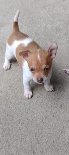 Vendo lindos cachorros de Chihuahua Desparaci - Imagen 1