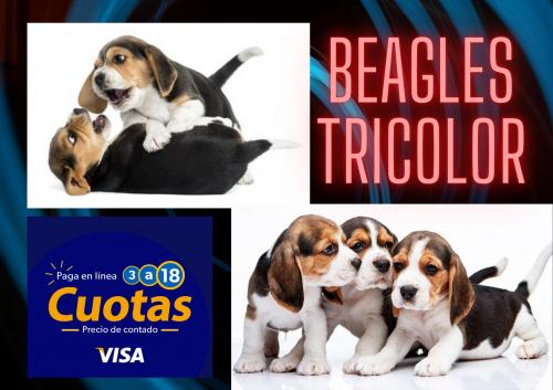beagles tricolor vacunados desparasitados y - Imagen 1