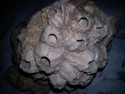 SOLO CONOSEDORES Vendo Fossil Barnacle Cretac - Imagen 1