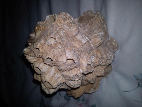 SOLO CONOSEDORES Vendo Fossil Barnacle Cretac - Imagen 2