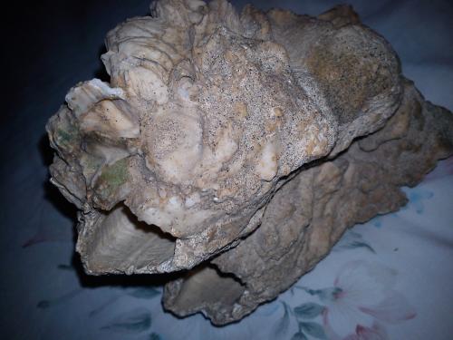 SOLO CONOSEDORES Vendo Fossil Barnacle Cretac - Imagen 3