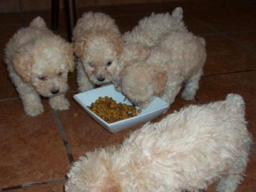 French Poodle Minitoy Machos Y Hembras