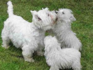 Hembra West Highland Terrier (Westie) busca n - Imagen 1