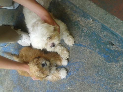 Vendo linda cachorrita Lhasa Apso de 4 meses  - Imagen 2