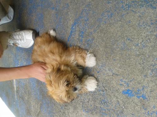 Vendo linda cachorrita Lhasa Apso de 4 meses  - Imagen 3
