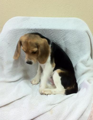 beagle tricolor hemrbra de tres meses de eeda - Imagen 1