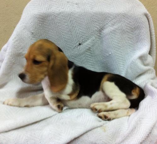 beagle tricolor hemrbra de tres meses de eeda - Imagen 2