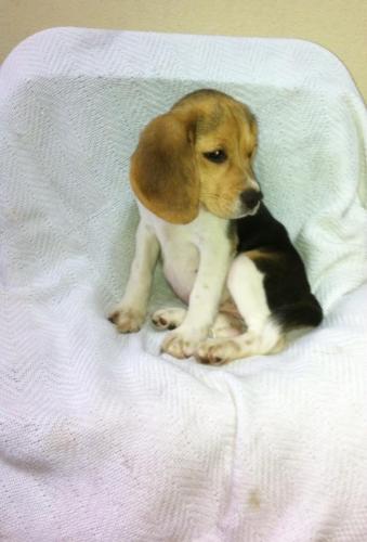 beagle tricolor hemrbra de tres meses de eeda - Imagen 3
